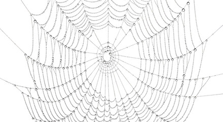 spider web cobweb black white detailed web spiders web web design geometric pattern intricate web spider silk web structure black lines white background ornate web spider threads