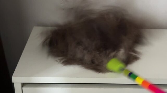 Dusting brush or feather duster sweeps dust from the shelf., video with sound.