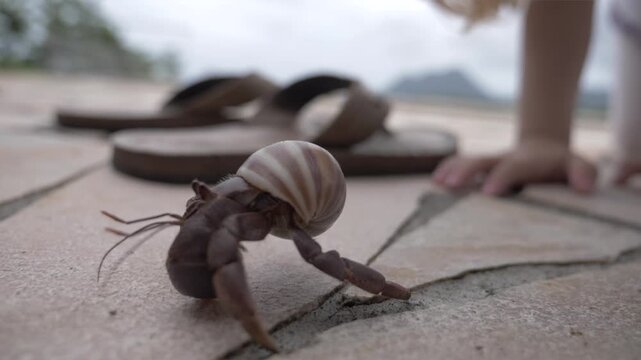 bernard-l'hermite marchant sur la terrasse