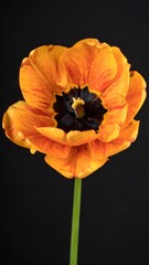 Fototapeta premium A stunning close-up of a vibrant orange and red tulip against a solid black background, showcasing its intricate details and open bloom