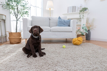Happy labrador dog relaxes on a soft carpet in a living room