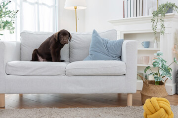 Happy labrador dog relaxes on a soft carpet in a living room