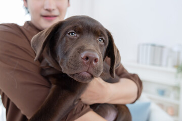 Close up on a man holding chocolate labrador retriever dog