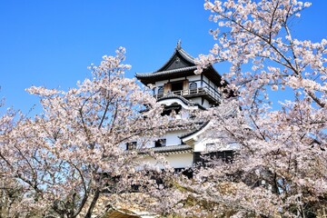 犬山市、国宝犬山城と満開の桜