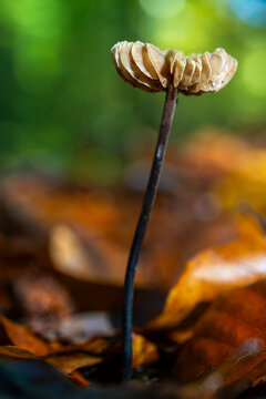 Marasme &agrave; odeur d'ail (Marasmius alliac&eacute;us)