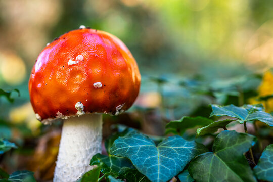 Amanite tue-mouches ou fausse oronge (Amanita muscaria)