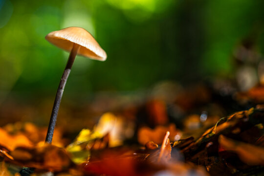 Marasme &agrave; odeur d'ail (Marasmius alliac&eacute;us)
