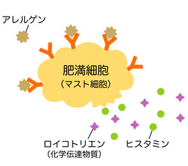 ヒスタミンを放出する肥満細胞　アレルギーのしくみ