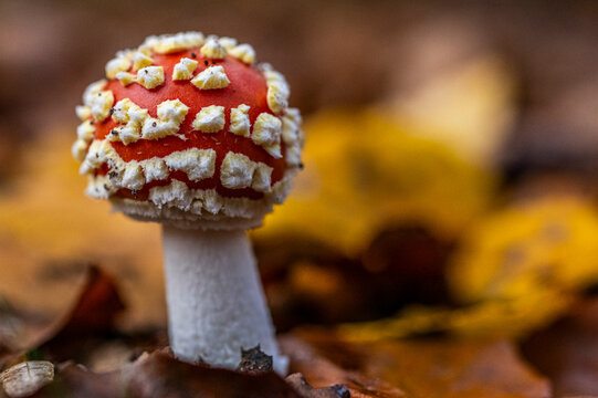 Amanite tue-mouches ou fausse oronge (Amanita muscaria)