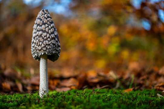 Coprin pie (Coprinopsis picacea)