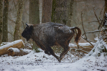 European bison running through snow in winter forest