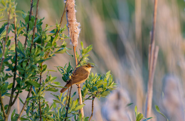 Reed warbler perching on a branch in reedbed habitat