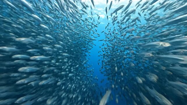 A school of fish swims in the deep blue ocean