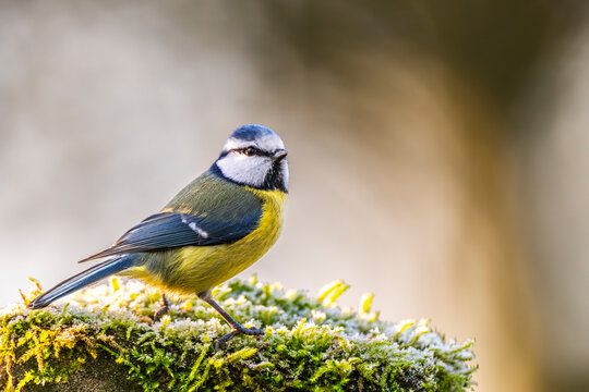 M&eacute;sange bleue - Cyanistes caeruleus - Eurasian Blue Tit