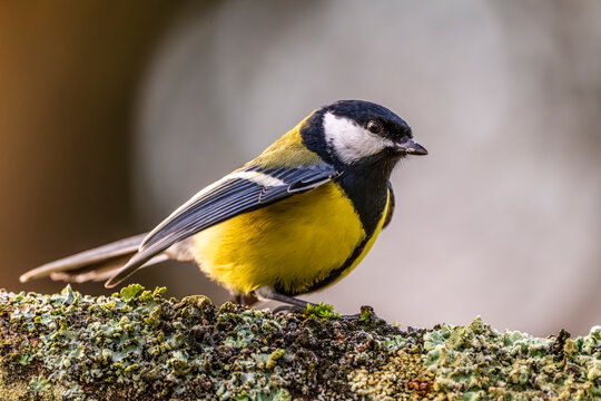 M&eacute;sange charbonni&egrave;re - Parus major - Great Tit