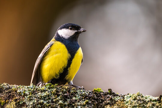 M&eacute;sange charbonni&egrave;re - Parus major - Great Tit