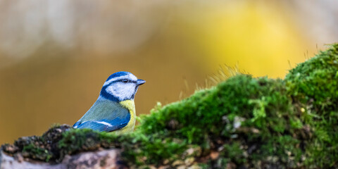 Obraz premium Mésange bleue - Cyanistes caeruleus - Eurasian Blue Tit