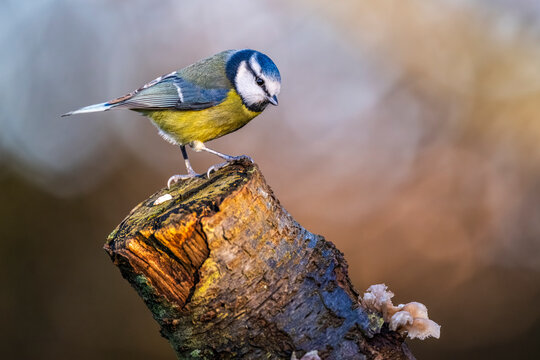 M&eacute;sange bleue - Cyanistes caeruleus - Eurasian Blue Tit