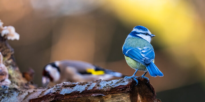 M&eacute;sange bleue - Cyanistes caeruleus - Eurasian Blue Tit