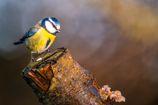 M&eacute;sange bleue - Cyanistes caeruleus - Eurasian Blue Tit