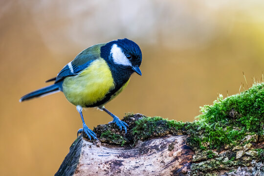 M&eacute;sange charbonni&egrave;re - Parus major - Great Tit
