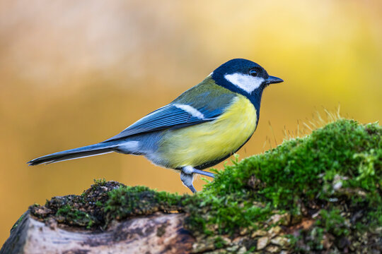 M&eacute;sange charbonni&egrave;re - Parus major - Great Tit
