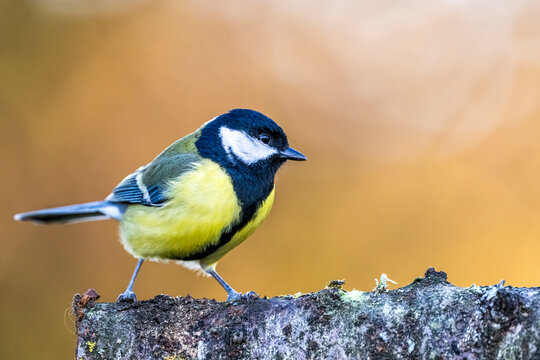 M&eacute;sange charbonni&egrave;re - Parus major - Great Tit