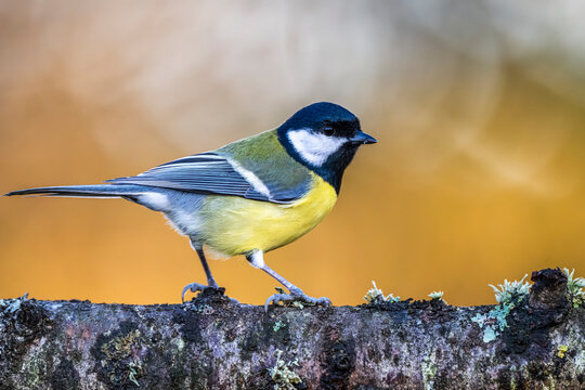 M&eacute;sange charbonni&egrave;re - Parus major - Great Tit