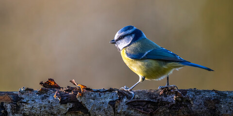 Mésange bleue - Cyanistes caeruleus - Eurasian Blue Tit © Alonbou