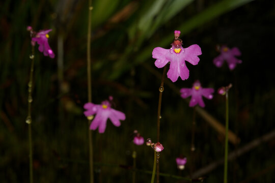 Flowers of the pink petticoats bladderwort (Utricularia multifida) with water droplets on dark background, Southwest Western Australia