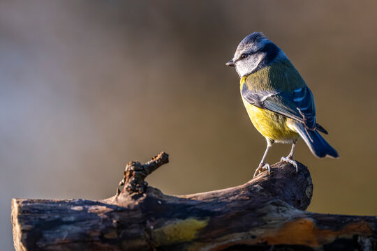 M&eacute;sange bleue - Cyanistes caeruleus - Eurasian Blue Tit