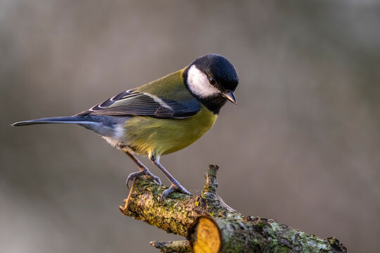 M&eacute;sange charbonni&egrave;re - Parus major - Great Tit