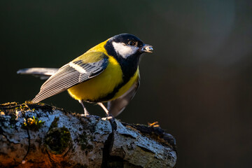 Naklejka premium Mésange charbonnière - Parus major - Great Tit