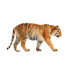 Fototapeta premium Majestic Tiger Walking Vector Art Wildlife Illustration.