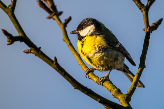 M&eacute;sange charbonni&egrave;re - Parus major - Great Tit