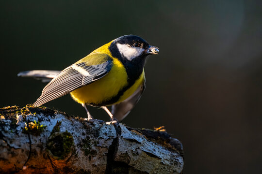 M&eacute;sange charbonni&egrave;re - Parus major - Great Tit