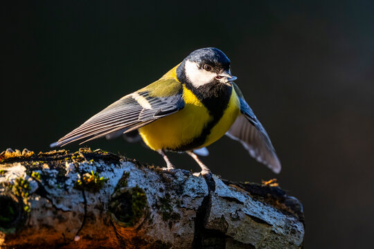 M&eacute;sange charbonni&egrave;re - Parus major - Great Tit