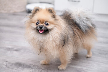 Fototapeta premium A cute Pomeranian dog stands on the floor at home