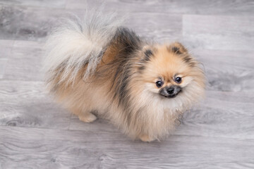 Fototapeta premium A cute Pomeranian dog stands on the floor at home