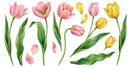 Obraz premium Spring tulip flowers and petals watercolor collection