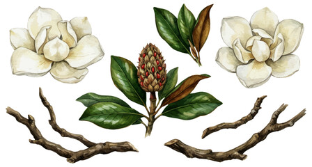 Watercolor magnolia flowers, leaves, and branches set © Bipudas