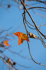 A single autumn leaf hangs from bare branches against a clear blue sky, highlighting the quiet transition between seasons.