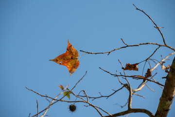 An orange leaf floats midair near bare branches, captured against a bright blue sky in a fleeting autumn moment.