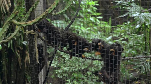singe derri&egrave;re des grilles de ZOO