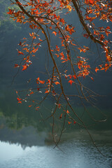 Graceful branches laden with autumn leaves extend over still water, reflecting the calm mood of a quiet lakeside scene.