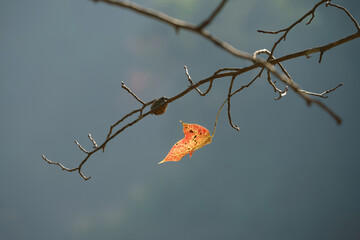 A solitary autumn leaf clings to a bare branch above muted water, emphasizing simplicity and seasonal quiet.