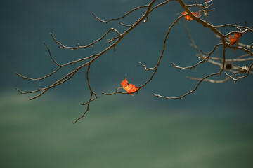 A small red leaf hangs from thin branches over green water, creating a striking contrast in a peaceful autumn setting.