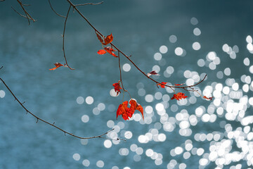Delicate autumn leaves cling to a thin branch above shimmering blue water, with bright circular reflections creating a dreamy, tranquil seasonal atmosphere.