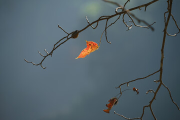 An orange autumn leaf hangs suspended among bare branches, set against a muted blue backdrop that highlights seasonal stillness.