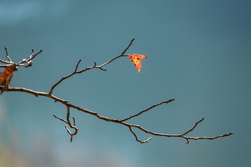 A single orange leaf remains on a bare branch against a smooth blue background, emphasizing isolation and the simplicity of late autumn.